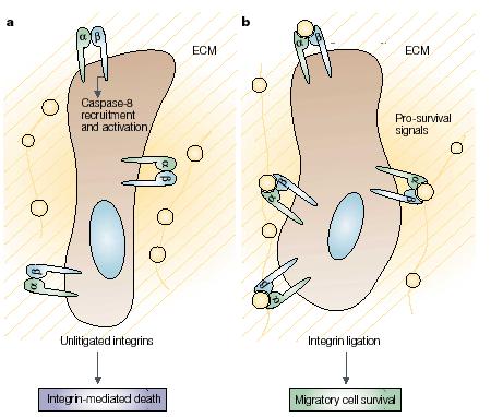 Le integrine proteggono dall apoptosi avb3: