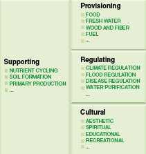 La classificazione dei Servizi Ecosistemici Section Division Group Provisioning Nutrition Biomass Water Materials Biomass, Fibre Water Energy Biomass-based energy sources Mechanical energy Regulation