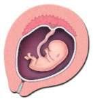 PER SAPERNE DI PIU' LA CRESCITA DEL FETO La crescita del feto avviene attraverso l aumento delle dimensioni del suo corpo (peso, lunghezza, circonferenza del torace, dell addome, della testa, ecc.