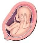 udito, ritmo sonno-veglia sono già presenti nella vita fetale). Già dalla vita prenatale il nascituro è capace di apprendere, di memorizzare e di adattarsi alle diverse situazioni.