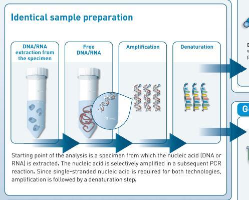 diagnostica molecolare RT-PCR o PCR Target: B.