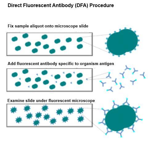 direct-fluorescent antigen (DFA) B. pertussis e B.