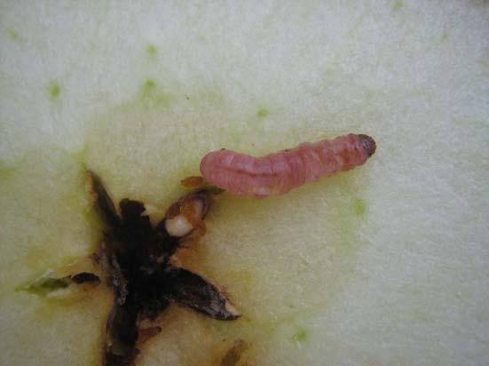 Foto 15 - Larva di carpocapsa.