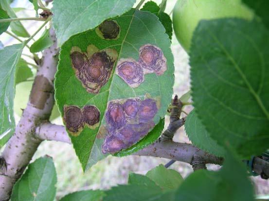 Fillominatori Cemiostoma (Leucoptera malifoliella) Il danno che il cemiostoma produce al melo consiste nella riduzione della capacità fotosintetica della pianta causata dalle mine che, da puntiformi