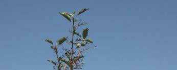 Anomala vitis Tra fine maggio e gli inizi di giugno si è registrata un elevata presenza del coleottero Anomala vitis in frutteti siti nelle vicinanze dell alveo del Tagliamento, nelle zone di Varmo,