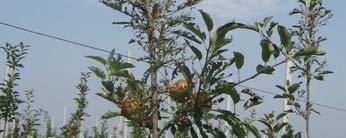 Cocciniglia di San Josè (Comstockaspis perniciosa) Nella seconda metà di giugno in alcune aziende si sono rilevati danni su frutto.