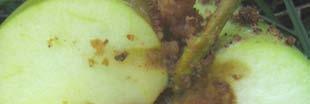 Piralide (Ostrinia nubilalis) Nella prima settimana di agosto sono stati osservati fori di penetrazione nei frutti; le aziende maggiormente