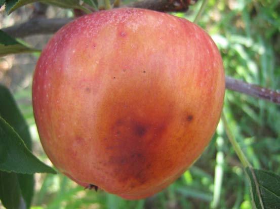 Scottature da sole L innalzamento repentino delle temperature in luglio ha talora provocato scottature su mele delle varietà Gala, Golden delicious e