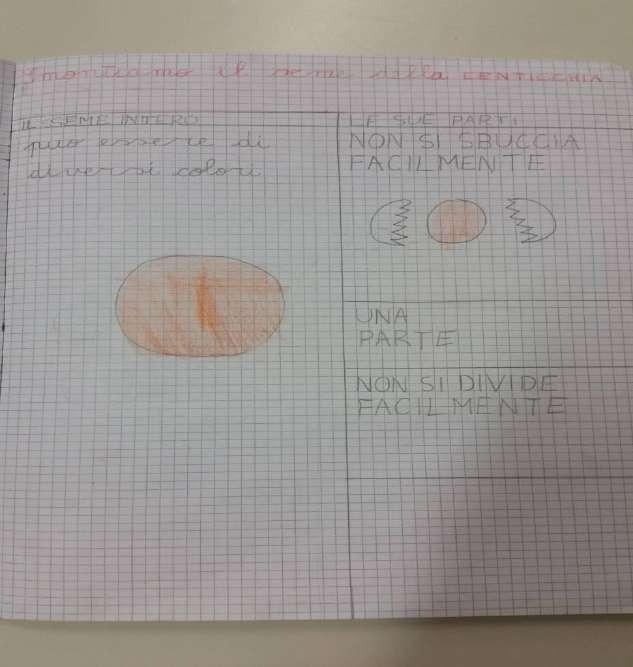 Sul quaderno Oralmente: ma di quanti colori può essere la lenticchia?