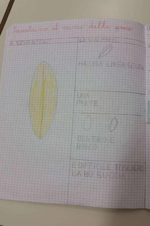 Sul quaderno: Oralmente: Ha una linea scura in mezzo Arshman Che strana quella linea!