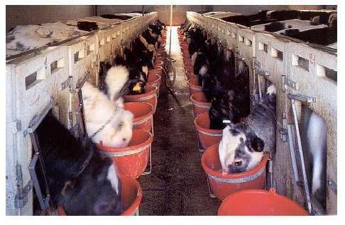 Categorie bovini da carne Vitello a carne bianca Condizione iniziale vitello scolostrato ( PV 50-55 kg) Finale: animali
