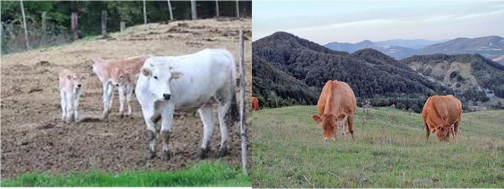 Linea Vacca Vitello gli animali pascolano per un periodo variabile, a seconda dell' altimetria della zona, da sei a otto mesi.