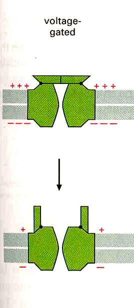 In condizioni di riposo, il canale per il sodio è chiuso Una variazione di voltaggio (corrente elettrica) lo fa aprire: gli ioni sodio che sono