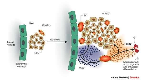 CELLULE EPENDIMALI E STAMINALI Anche il tessuto nervoso può rigenerare Neuroni olfattivi, ippocampali sono prodotti nell adulto Cellule