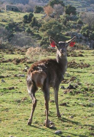 Identità del progetto Questo Report costituisce il Piano di Conservazione Post LIFE del progetto Conservation of red deer Cervus elaphus corsicanus in Sardinia