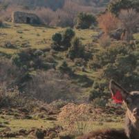 Titolo: Conservation of red deer Cervus elaphus corsicanus in Sardinia and Corse Codice UE: LIFE+11 NAT/IT/000210 Data inizio: 09/09/2012 Data Fine: 09/03/2019