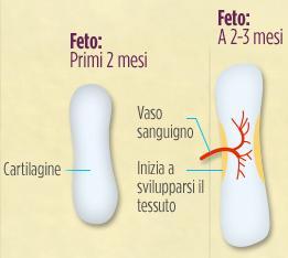 formazione iniziale nell embrione e nel feto Essa