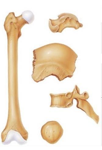 Tutte le ossa del nostro corpo si classificano in base alla loro forma in cinque categorie principali: 1. Lunghe: hanno una parte terminale tondeggiante e una parte centrale lunga 2.