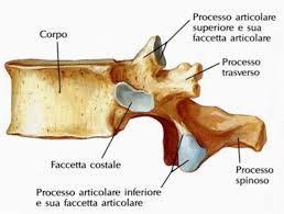 tondeggianti piccoli Tuberosità: processi tondeggianti cospicui Trocanteri: processi cospicui, di