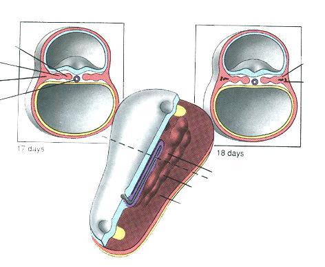 Suddivisione del mesoderma intraembrionale in 3 regioni mesoderma parassiale mesoderma intermedio