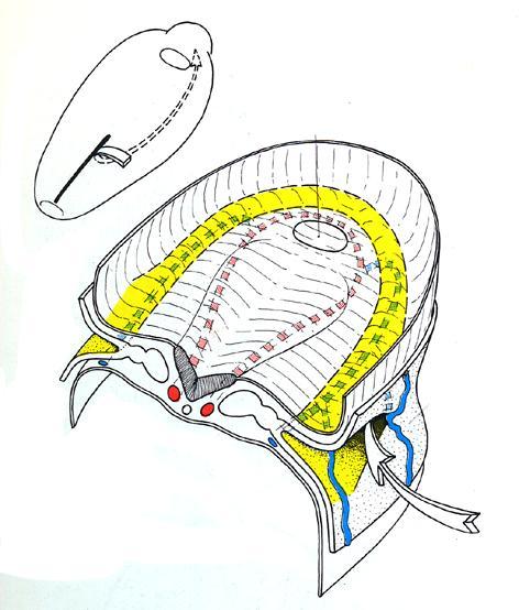 Il cuore si abbozza nella regione craniale (area cardiogenica) da cellule della splancnopleura intraembrionale che migrano per formare 2 tubicini di cellule chiamati