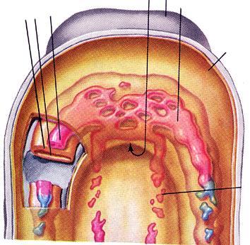 20 giorno (embrione 1,5 mm) Intestino cefalico tubo endocardico d. celoma splancnopleura amnios tubo endocardico s.
