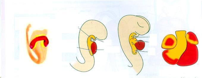 secondario caudale Arco faringeo Tubo endocardico Tratto di efflusso Atrio primitivo