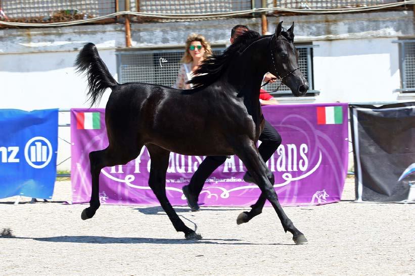 CHAMPION YEARLING COLTS AG NOBEL MARCUS QR MARC X AG