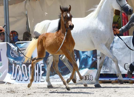 CC MAGIC CONTESSA O: FONTANELLA MAGIC ARABIANS - B: