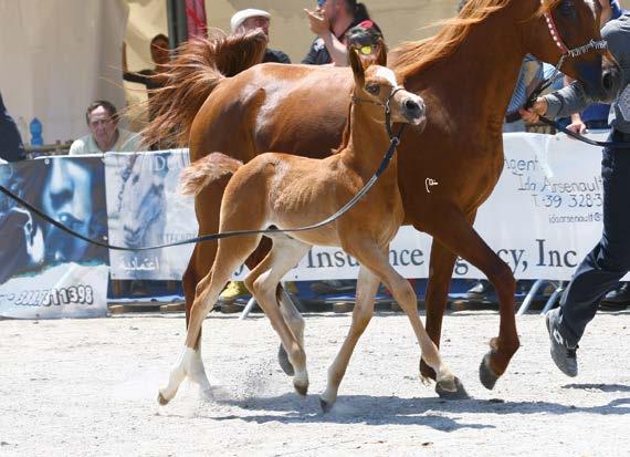 PLACE FUTURITY MALE MAGIC ZEUS MAGIC LIFE X BINT OHARA