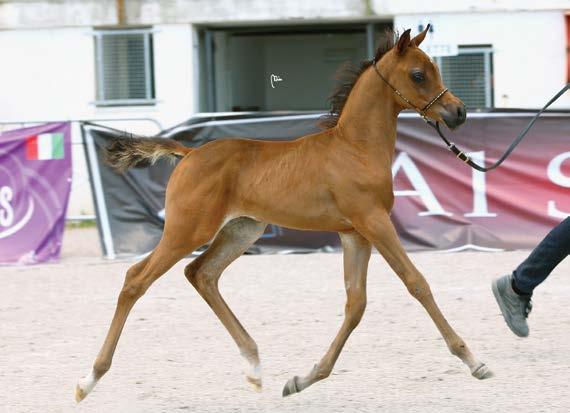 PLACE FUTURITY FEMALE ESMERALDA EL AZIZ FS ETERNAL