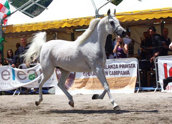 CRISTINA CHAMPION MARES HADIBA HADIDI X AK NEJIBA O: GAITO