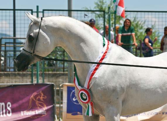 ABDULLAH AL AAMED AL THANI CHAMPION STALLIONS ARETUSA MALIK SHAH ANSATA