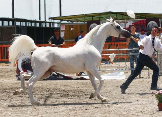 FORBIS CHAMPION STALLIONS MG MAGIC GHASSAN ANSATA SAFEER X CLASSIC