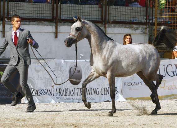 CHAMPION CHAMPION FILLIES MAGIC SELENE MAGIC MAGNIFIQUE