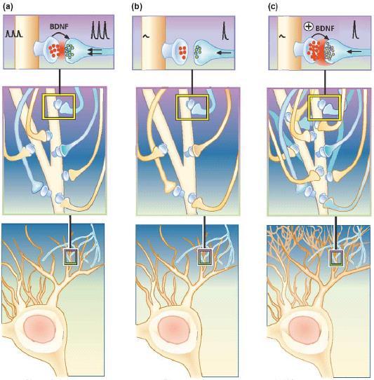 nella fisiopatologia dei disturbi stress correlati e un elevazione dei suoi livelli periferici potrebbe contribuire a proteggere