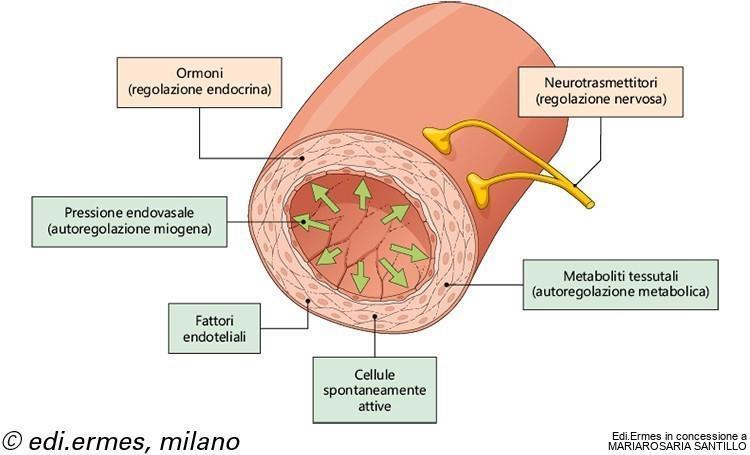 da segnali nervosi e chimico-umorali locali,