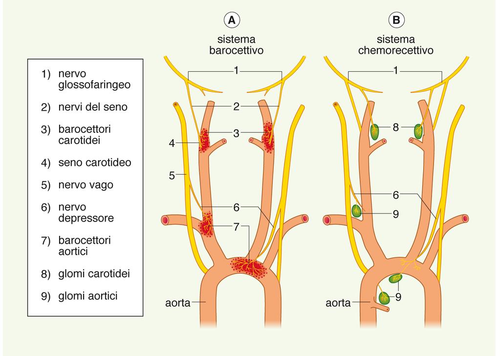 Il riflesso barocettivo Innervazione dei barocettori e chemocettori localizzati