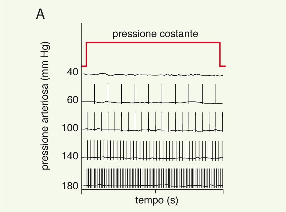 fasica