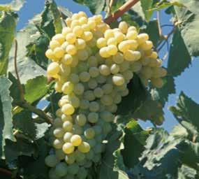 Vite da vino EVURE è un nuovo strumento a disposizione dei viticoltori per il contenimento delle cicaline della vite, compreso lo Scaphoideus titanus, vettore del fitoplasma che provoca la
