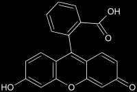 Le esterasi idrolizzano l FDA (non fluorescente) nella fluoresceina, composto