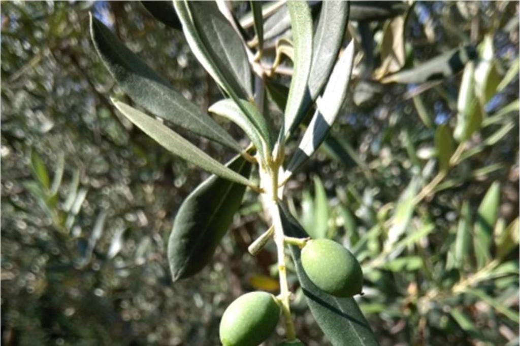 Risulta quindi determinante prevenire l ovideposizione nell oliveto con prodotti repellenti.