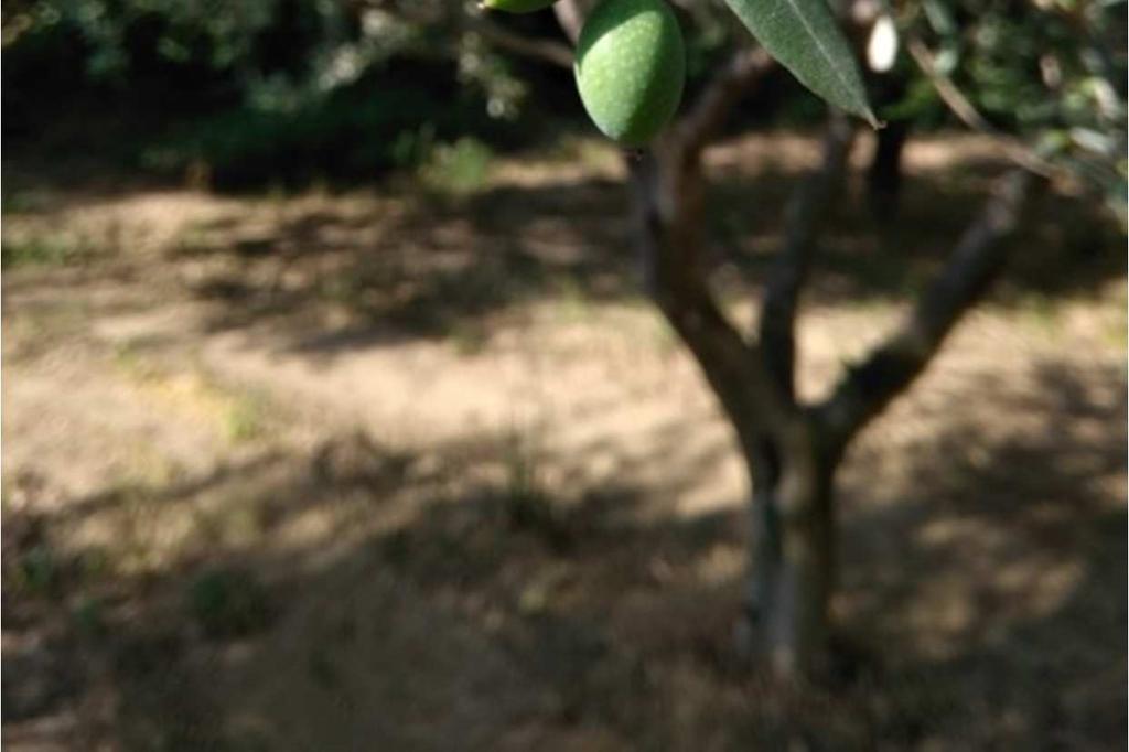 L intervento col caolino ha azione anche nei confronti della mosca delle olive e migliora le condizioni della pianta in caso di stress