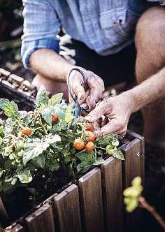 GIARDINAGGIO Coltiva le tue piante Le piante ci rendono felici e migliorano il benessere in generale. Non importa se hai un piccolo davanzale o un grande giardino.