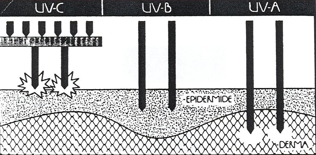 Radiazioni ionizzanti UVR UVC (100-280 nm): generalmente non penetrano l'atmosfera terrestre quindi non hanno nessun ruolo nella risposta adattativa della pelle UVB (280-315 nm): la maggior parte