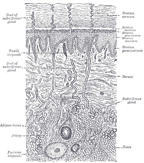 (Cellule morte) (strati cellule piatte) (cheratinociti) cheratinociti Strato malpighiano (livello germinativo, melanociti, sintesi di quasi il 90% vit.