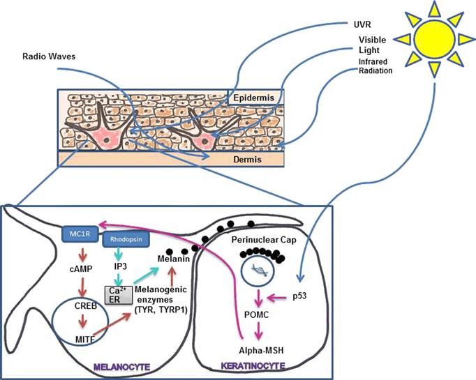 Proteina p53 induce una modificazione post-traduzionale di POMC a seguito dello stressor raggi UV MC1R (melanocortin-1 receptor): recettore trans-membrana dei melanociti della cute.