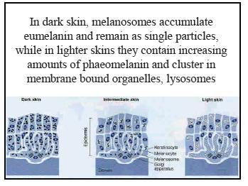 Metabolismo della melanina + O 2 (idrossifenilalanina) (Cu++ dipendente) (diidrossifenilalanina) Dopaossidasi + O 2 Raggi UV Inibizione della tirosinasi Due reazioni