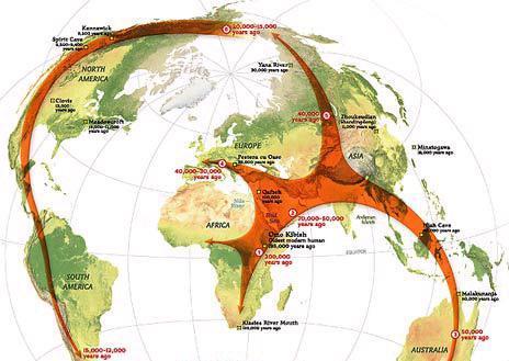 Termoregolazione come pressione selettiva 3 eventi migratori out of Africa 1 circa 1,5 myr (Homo ergaster);