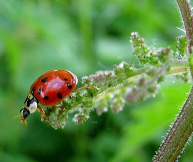 Nome scientifico Urtica dioica Cirsium